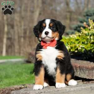 Nala, Bernese Mountain Dog Puppy